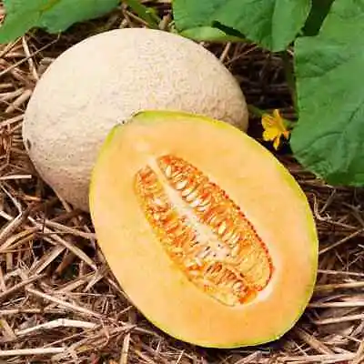 Hales Best Jumbo Cantaloupe Seeds | Non-GMO | Free Shipping | Seed Store | 1050 • $1.59