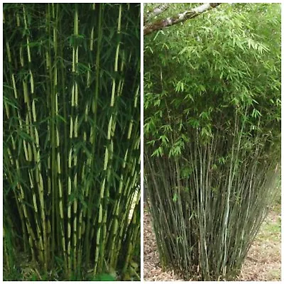 VERY HARDY BAMBOO! Fargesia Yunnanensis Umbrella Bamboo SEEDS. RARE EXOTIC.  • £2.49