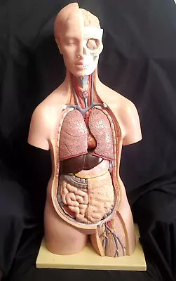 Large Vintage Anatomy Model Made By 3b W. Germany Medical Scientific • $2450