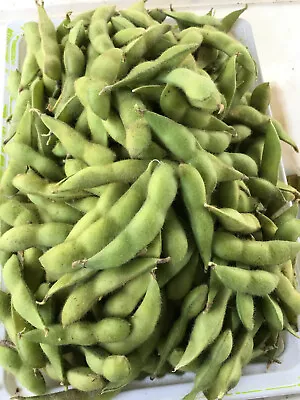 40 Midori Giant Japanese Edamame Soy Bean Seeds For 2024 • $6.50