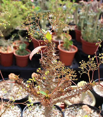 £8.05 • Buy Euphorbia Sp NOVA Aff PERRIERI, Exotic Madagascar Rare Bonsai Cacti Seed 5 Seeds