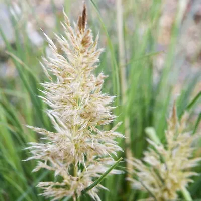 Cortaderia Tiny Pampa Hardy Perennial Pampas Grass 9cm Pot X 1 By T&M • £12.99