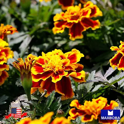 French Marigold Seeds - Sparky Mixture Non-GMO • $1.99