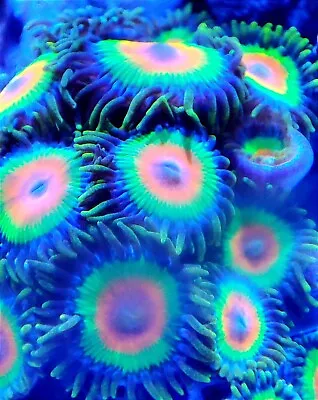 Rasta Zoa Marine Coral Zoanthid Frag SINGLE POLYP - MULTIPLE AVAILABLE  • £5