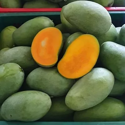 Gadung Mango 5+ Seeds (Mangifera Indica L) • $45