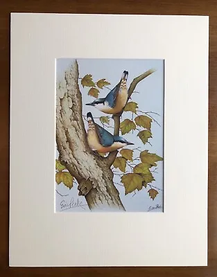£25 • Buy ‘Nuthatches On Maple’, Eric Peake MBE, Artist Signed Print 14”x11” Overall Mount