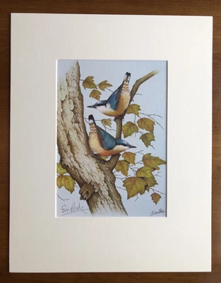 £25 • Buy ‘Nuthatches On Maple’, Eric Peake MBE, Artist Signed Print 14”x11” Overall Mount