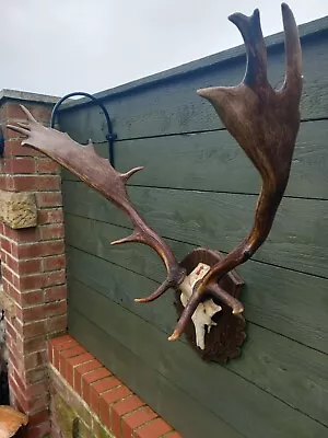 Taxidermy Fallow  Deer Antlers On Part Skull   Mounted On Carved Shield  • £195