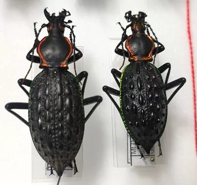 Pair Of Copptolabrus Ignimetallus Guidongicus Carabus China Mount Datianding • $19.24