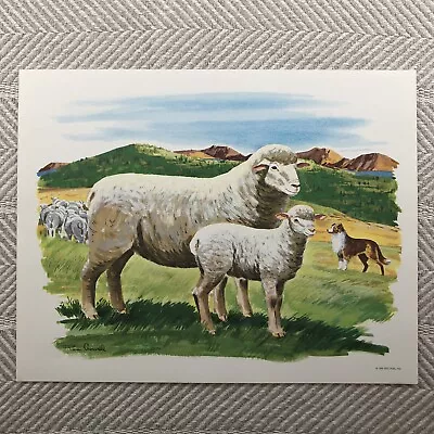 Teaching Picture Sheep 1966 Print Mid Century DCC Pub Co Collie Dog Vintage • $24.22