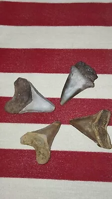 Megalodon 4 Shark Teeth Fossil Specimans Shark Tooth • $35