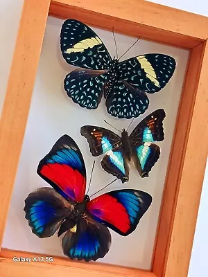 3 Real Butterflies Framed Special Collection Mounted Wood Double Glass 4.5 X6.5  • $89.99