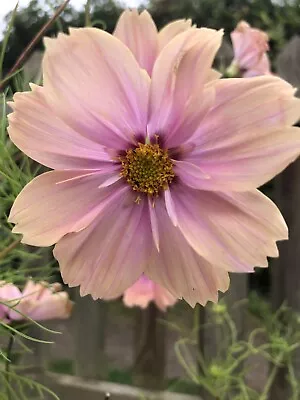 Cosmos Peach Melba Mix 30 Seeds • £2.20