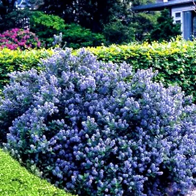 £9.99 • Buy 1 X Ceanothus 'yankee Point' California Lilac Evergreen Shrub Hardy Plant In Pot