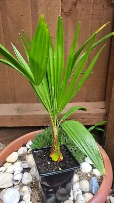 Trachycarpus Fortunei Hardy Palm Tree 35cm+ • £9