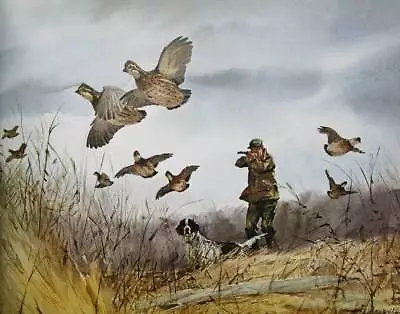Quail Hunting Shooting With Springer By Milton C Weiler • $16.95