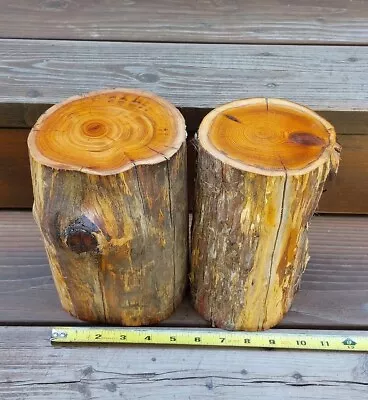 2 Pacific Yew Logs! Air Dried 1+ Years 🔥 Salvaged Old Growth!  (L836) • $14.99