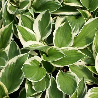 £7.99 • Buy Hosta 'Minute Man' Herbaceous Perennial Hardy Plant In 9cm Pot