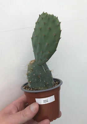 £5.99 • Buy Opuntia Robusta Cactus In 9cm Pot Exact Plant From Photos