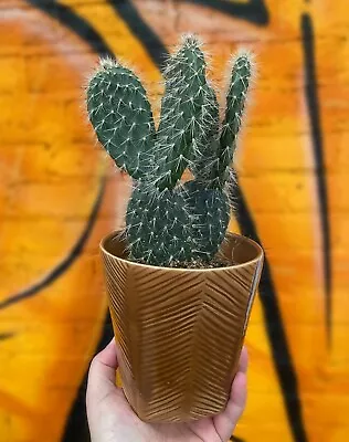 £18.99 • Buy Double Opuntia Pailana Cactus House Plant Bunny Ears Cactus 30cm