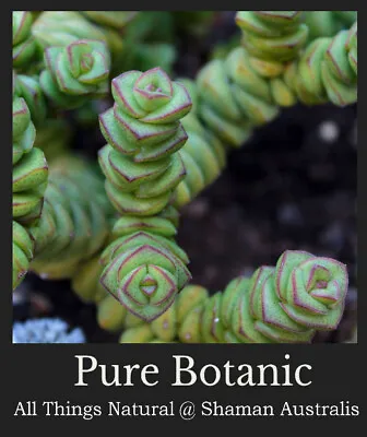 Crassula Perforata STRING OF BUTTONS Bare-Rooted Plant - STACKING SUCCULENT • $5.90