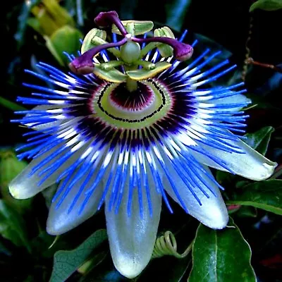 BLUE PASSION FLOWER SEEDS Climber Vine Fruit Plant Hummingbirds & Butterflies! • $18.95