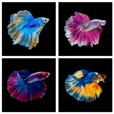 6 X Randomly Selected Halfmoon Betta Males | Betta Splendens | Labyrinth Fish • £59.40