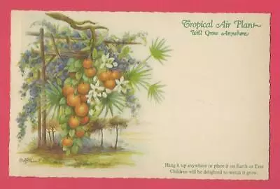 E G Barnhill Florida Tropical Air Plant Oranges Purple White Flower Color FL Vtg • $2.95