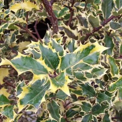 Ilex Holly Madame Briot Garden Plant/bush/tree Evergreen Hardy Shrub 9cm Pot • £9.99