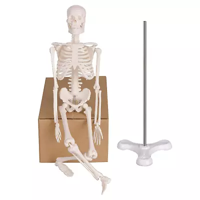 Mini Human Skeleton Model Portable 17” Skeleton Bone Model With Removable Skul • $32.57