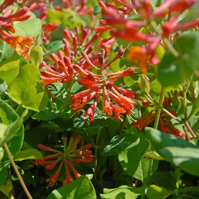 Lonicera XBrownii Dropmore Scarlet 1 X2 Litre Potted Plant Semi-Evergreen By T&M • £17.99