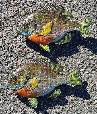 Lot Of 2 New Beautiful Real Skin 7 1/2 Inch Bluegill Fish Taxidermy Pair • $161.99