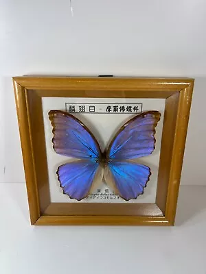 Real Framed Blue Morpho Didius Didius Purple  Butterfly 8x6 Riker Mount Chinese • $59.99