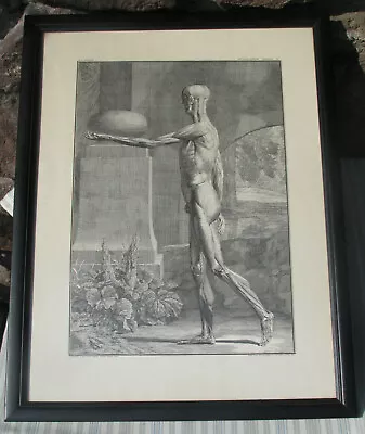 Framed Vintage Anatomy Print Musculorum Tabula IX Jan Waandelaar 1743 Etching • $185