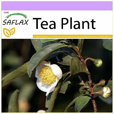 SAFLAX  - Tea Plant - 6 Seeds - Camellia • £5.10