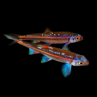 6 X Rainbow Shiners | Notropis Chrosomus | Cyprinid Fish • £49.60