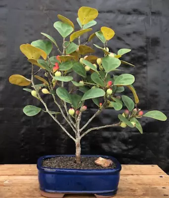 Mistletoe Fig Bonsai Tree Live Plant Indoor Ficus Diversifolia 8 Inch 6 Y.o. • $99.95