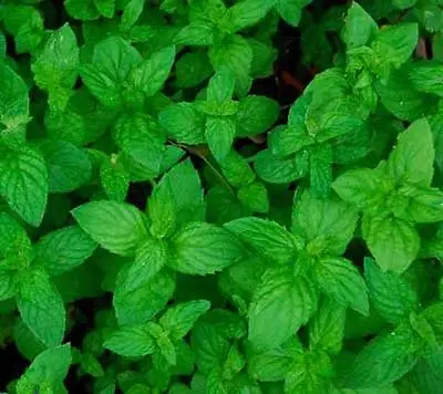 £0.99 • Buy  Mint Green - 1000 Seeds - Mentha Viridis - Culinary Herb
