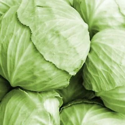 20 Cabbage Seeds White Ball Head Plants To Grow Large Year Long Vegetables • £2.89