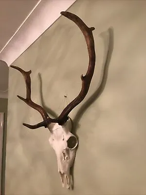 Wild Fallow Deer Buck Stag Antlers Skull. Taxidermy. No. 4 • £150