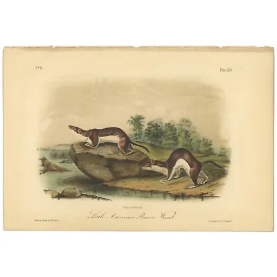 Audubon Quadrupeds Octavo Bowen 1849 H/c Litho Pl 64 Little American Brown Wease • $49.73