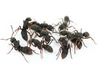RARE Pseudoneoponera Rufipes Queen Ant Colony 30-70 Workers Live Insect Feeder • $125