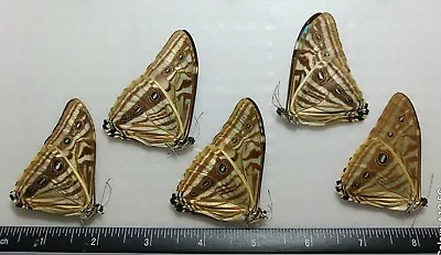 Morpho Zephyritis Lot Of 5 A1 Unmounted Wings Closed From-peru  • $79.99