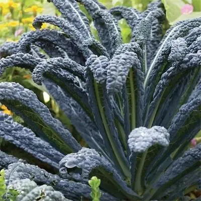 Kale Black Tuscan Cavolo Nero 700 Seeds Used On TV Sow Feb To Aug Long Harvest • £3.89