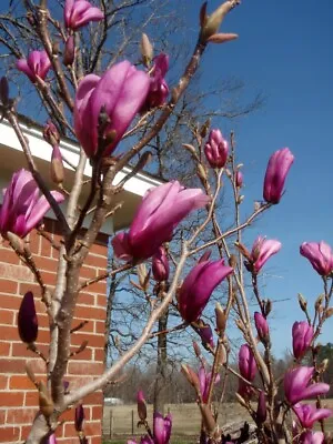 Jane Magnolia Tree - Live Plant - Full Gallon Pot | Deciduous | Spring Blooms • $39.99