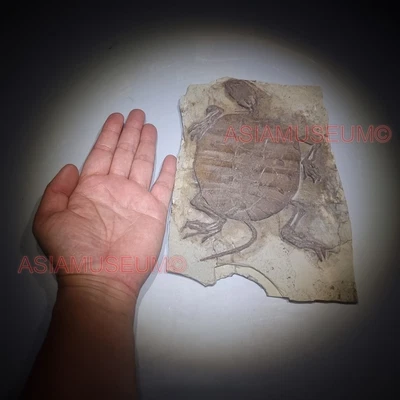$369 • Buy Dinosaur Fossil Manchurochelys Turtle Tortoise Jurassic Park World Cretaceous TU
