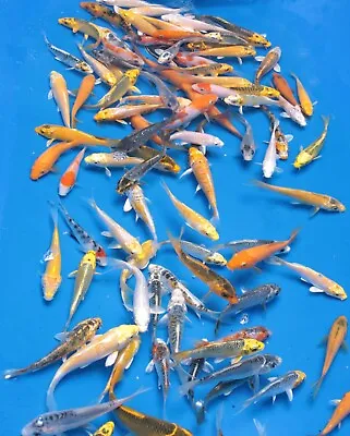 12 Pc  3  - 4  Decorative Pond Pack Standard Fin Mix • $84.99