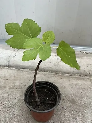 Rooted Fig Fruit Tree 6” With Pot Live Plant Ready To Plant • $23.99