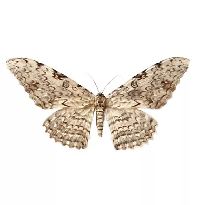 Thysania Agrippina ONE REAL WHITE WITCH MOTH PERU UNMOUNTED WINGS CLOSED • $39