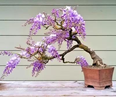 BLUE JACARANDA Rare Flowering Trumpet Tree Flamboyan Seed 10 Seeds • £9.63